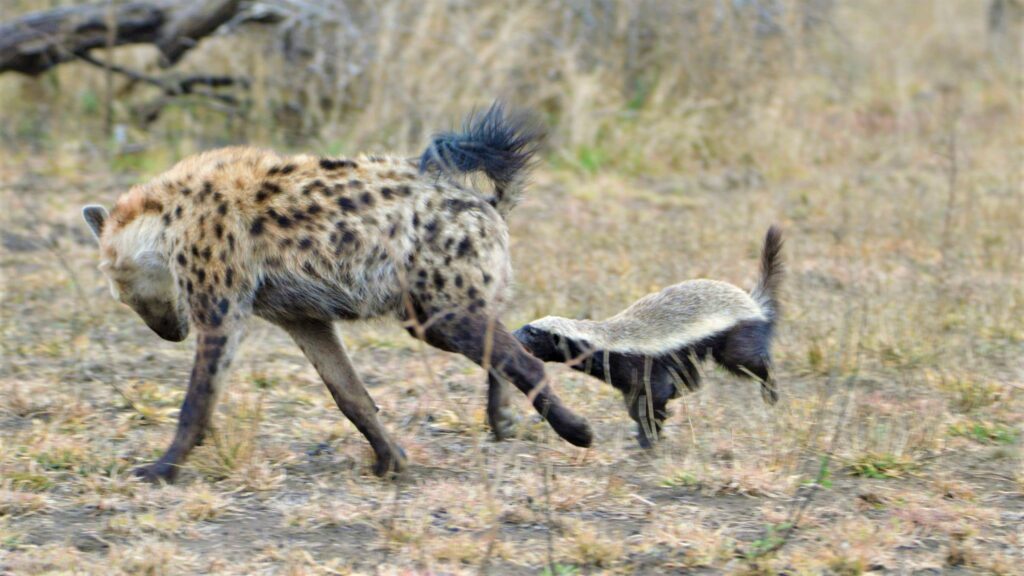 Hyenas Harass Honey Badger But Immediately Regret it