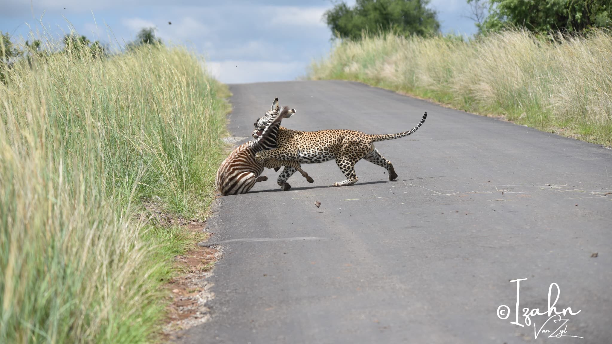 Leopard Causes Baby Zebra To Slip on Road