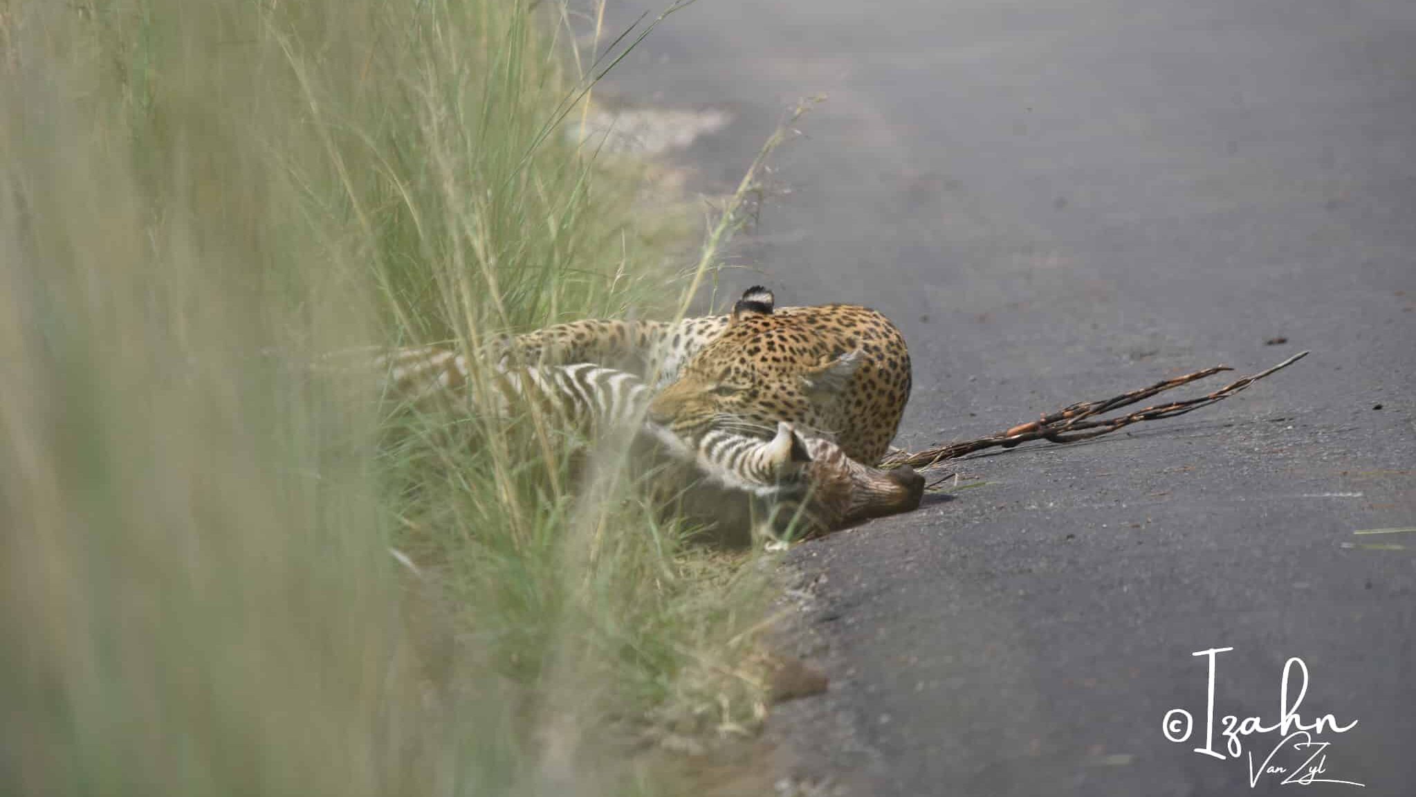 Leopard Causes Baby Zebra To Slip on Road