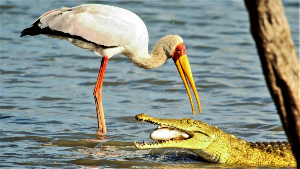 Stork Nearly Loses its Head After Losing its Food to Crocodile