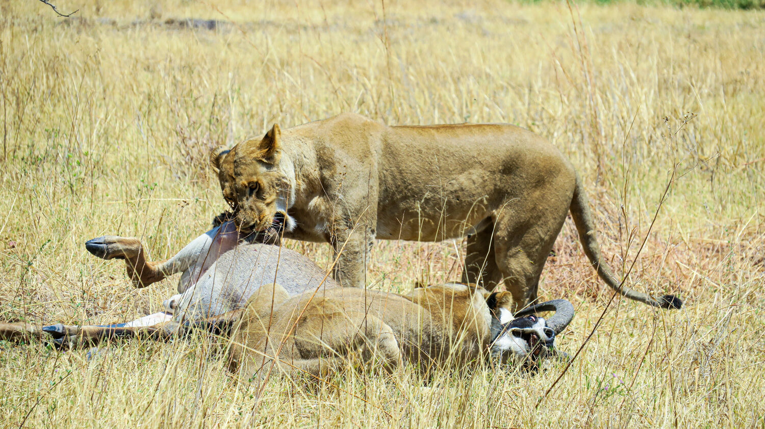 Epic Battle Between Lions and a Roan Antelope