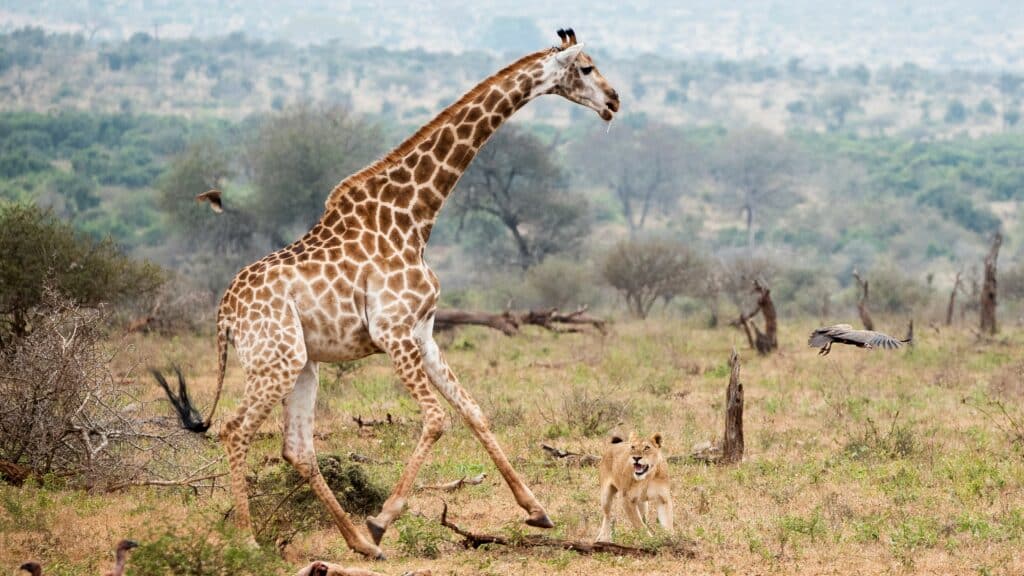 Giraffe Tries To Protect Her Baby From Lions, Hyenas and Jackals