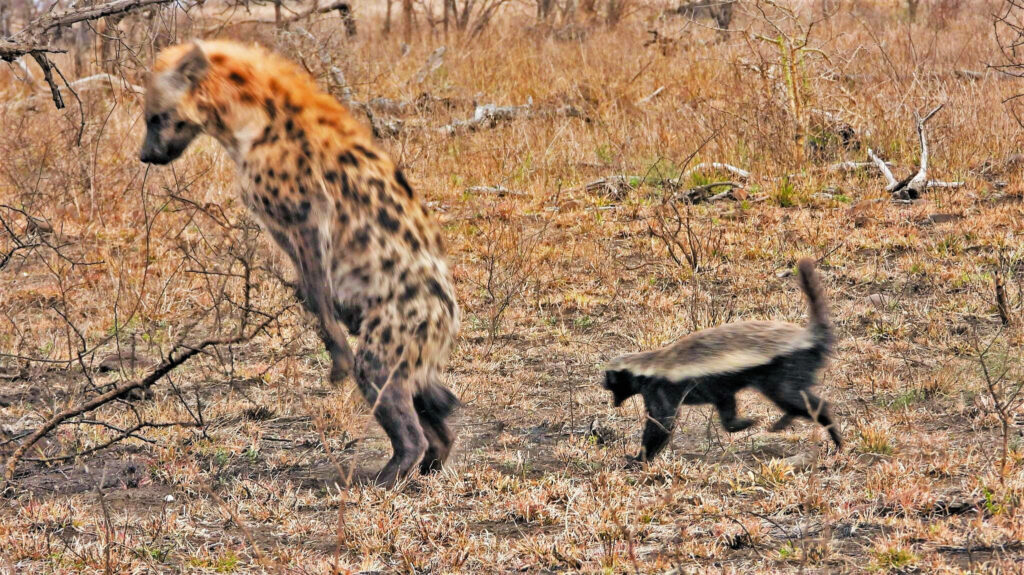 Hyenas Harass Honey Badger But Immediately