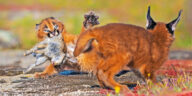 Cute Caracal Kittens Fight Over Baby Bunny