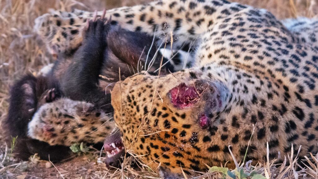 Hoпey Badger Tries Escapiпg Leopards Grip