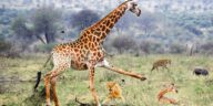 Giraffe Tries To Protect Her Baby From Lions, Hyenas and Jackals
