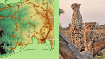 Where to Spot Cheetahs - The World's Fastest Animals