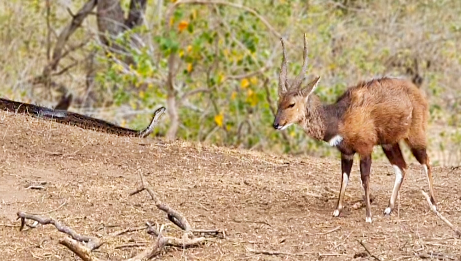 Buck Doesn’t See the Python Stalking It