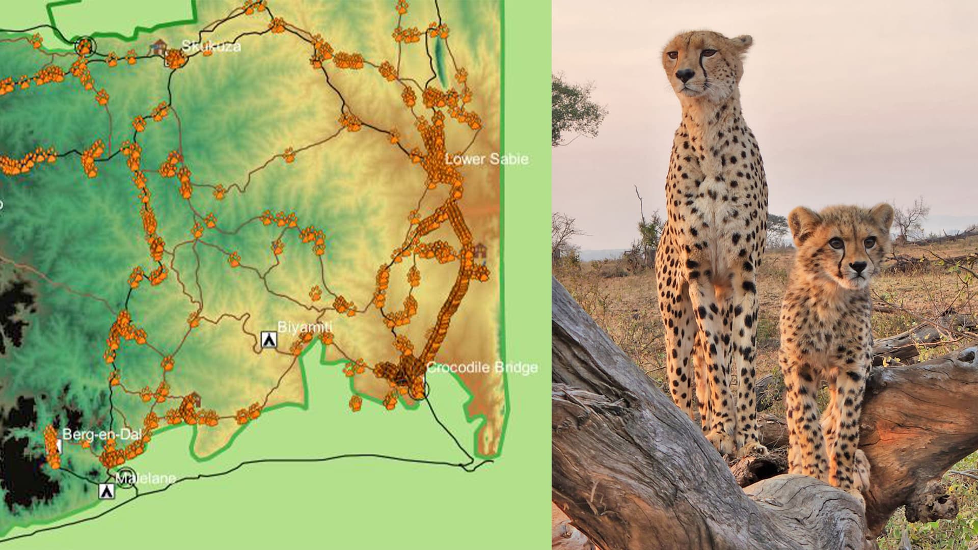 Where to Spot Cheetahs - The World's Fastest Animal