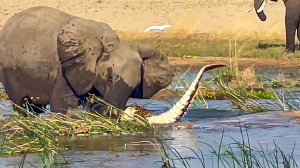 Elephant Kills Crocodile