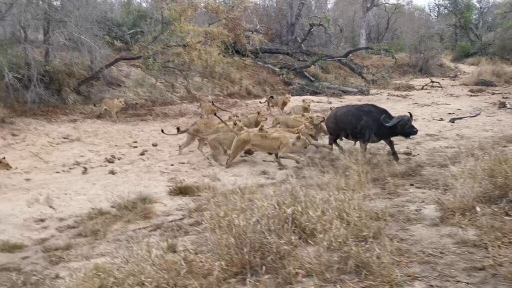2 Buffaloes & 20 Elephants Are No Match for 22 Lions