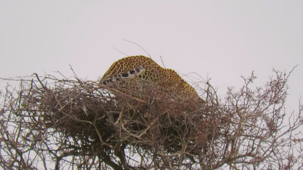 Leopard Risks it All at Extreme Height to Raid Eagle's Nest