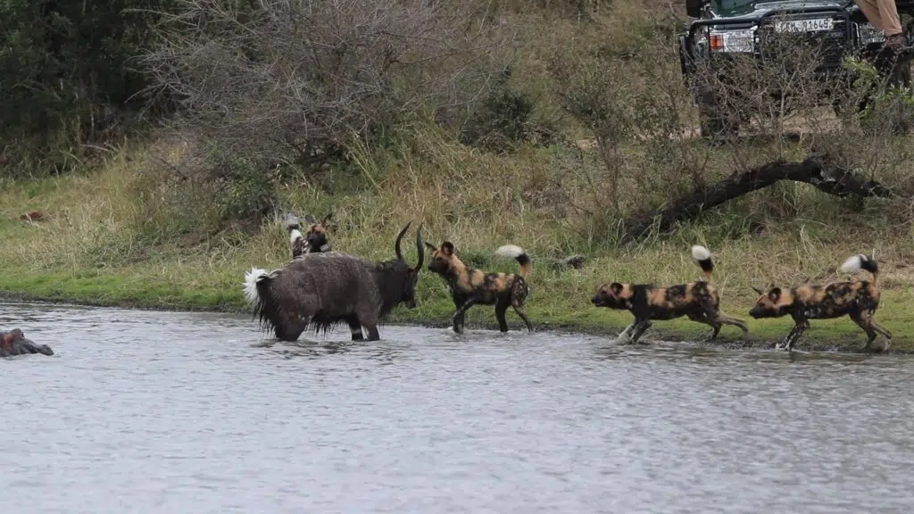 Buck Fighting Hippo & Wild Dogs Gets Caught by Crocodile