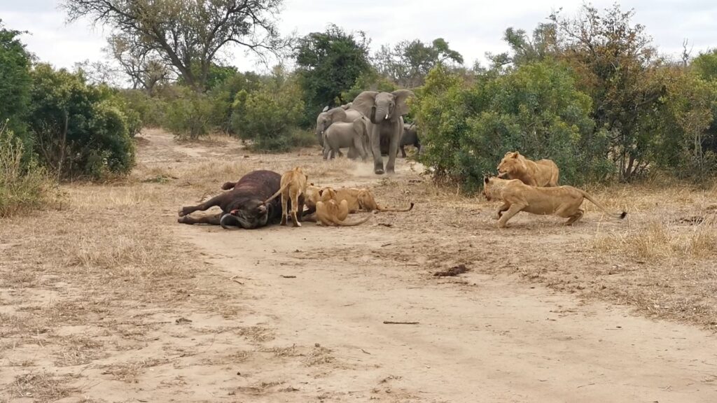 2 Buffaloes & 20 Elephants Are No Match for 22 Lions
