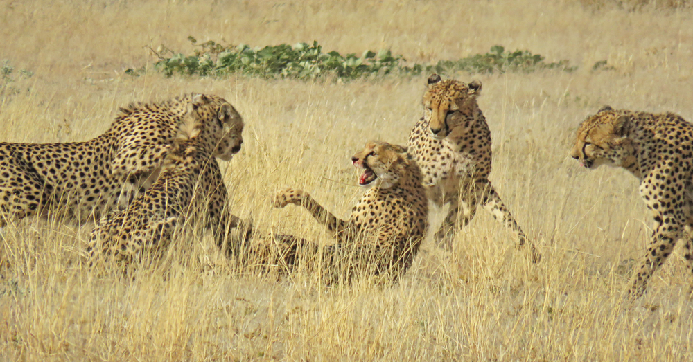4 Cheetahs Against 1