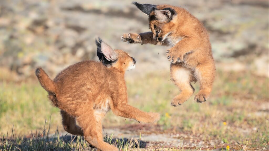 Cute Caracal Kittens Play with Baby Bunny