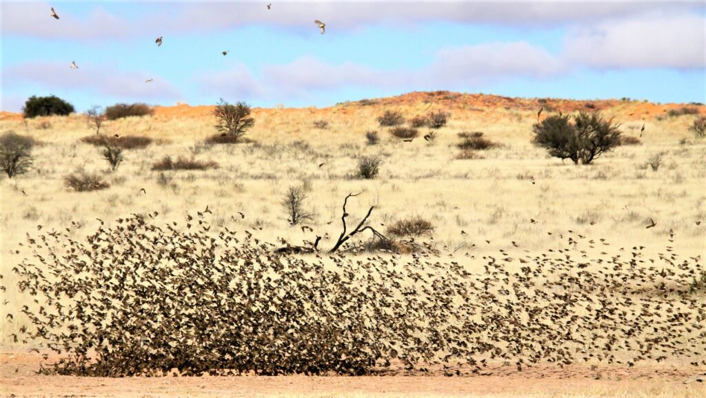 Falcon Hunt Turns into Fight Amongst Thousands of Birds