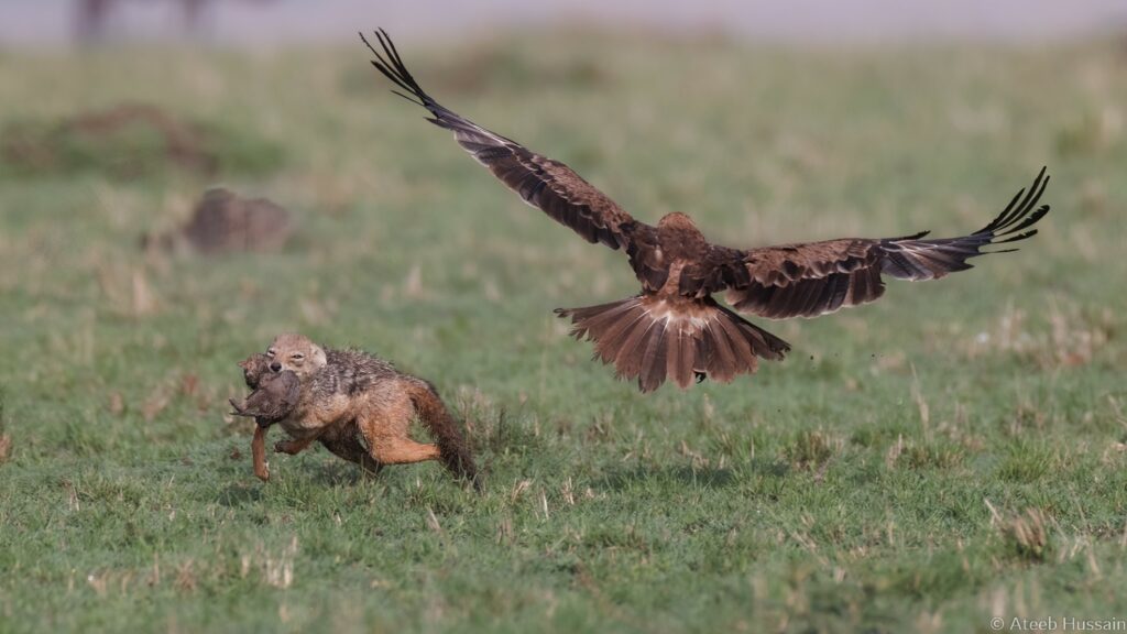 Jackal Mom Desperately Rescues Pup After Eagle Catches It