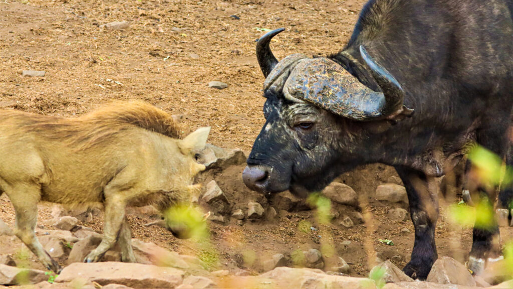 Warthog Tries to Intimidate Buffalo over Last Drop of Water