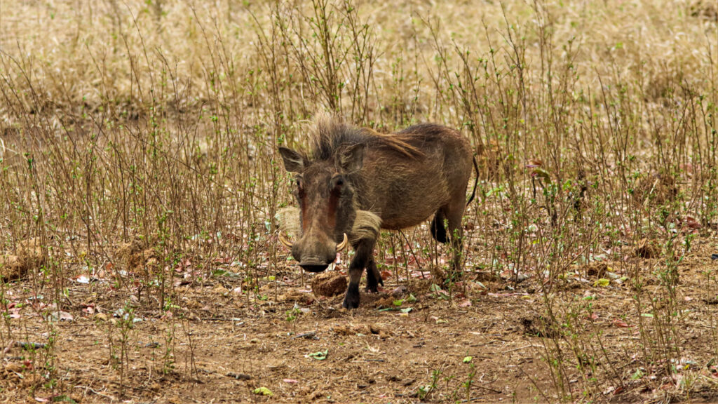 Warthog Tries to Intimidate Buffalo over Last Drop of Water