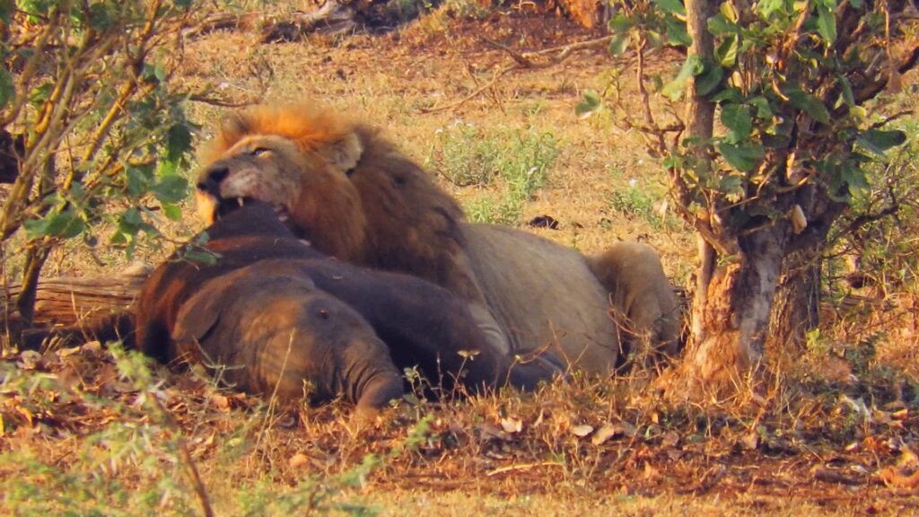 Lions Devour Mysterious Dead Baby Elephant