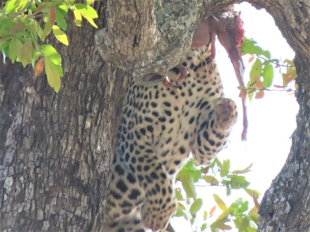 Leopard Stashes Fetus to Snack on Later