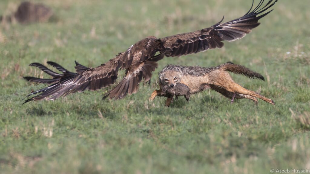 Jackal Mom Desperately Rescues Pup After Eagle Catches It
