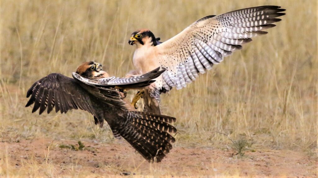 Falcon Hunt Turns into Fight Amongst Thousands of Birds