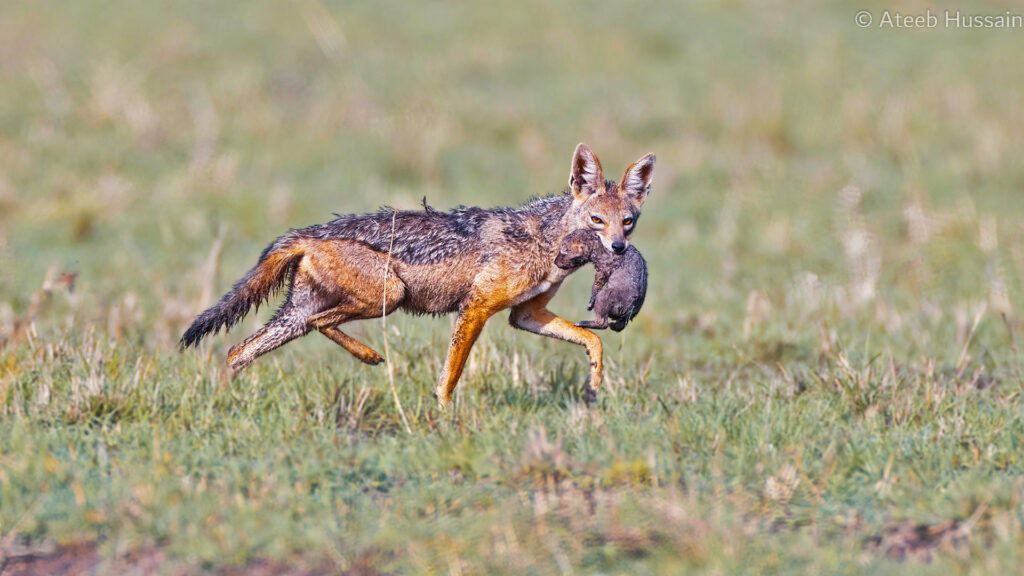 6 - The Black Backed Jackal Puppy