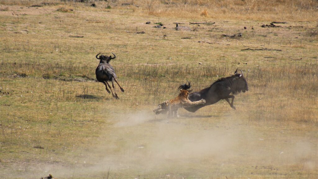 Leopard Takes Down Wildebeest 3 Times Its Size