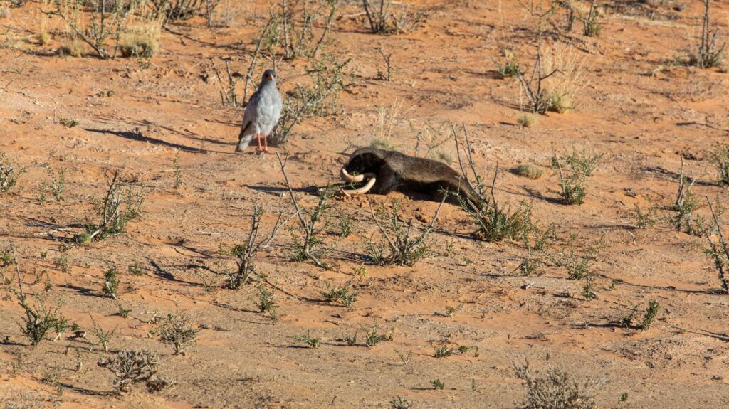 Honey Badger Hunts 2 Snakes While Hawk & Jackal Wait for Scraps