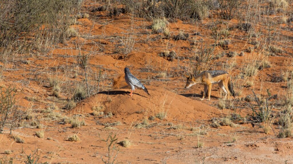 Jackal and hawk wait patiently while badger digs for prey