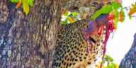 Leopard Stashes Fetus to Snack on Later