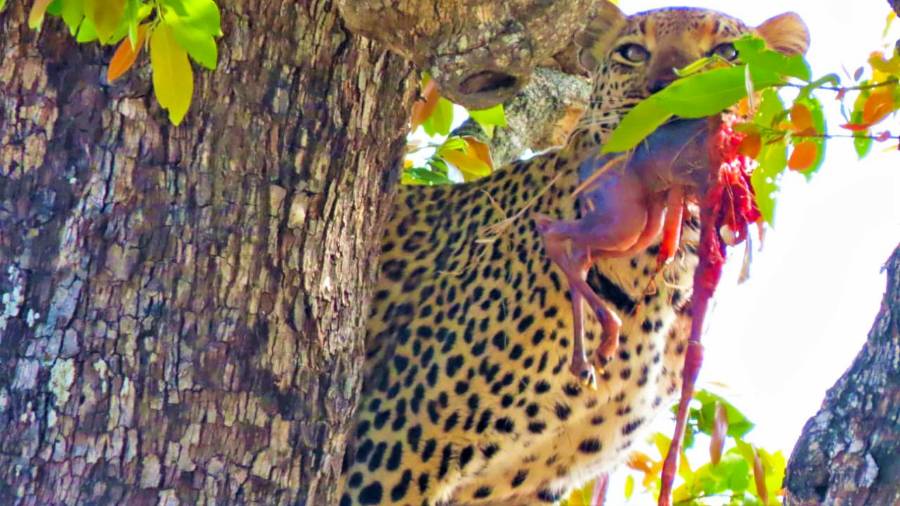 Leopard Stashes Fetus to Feed on Later