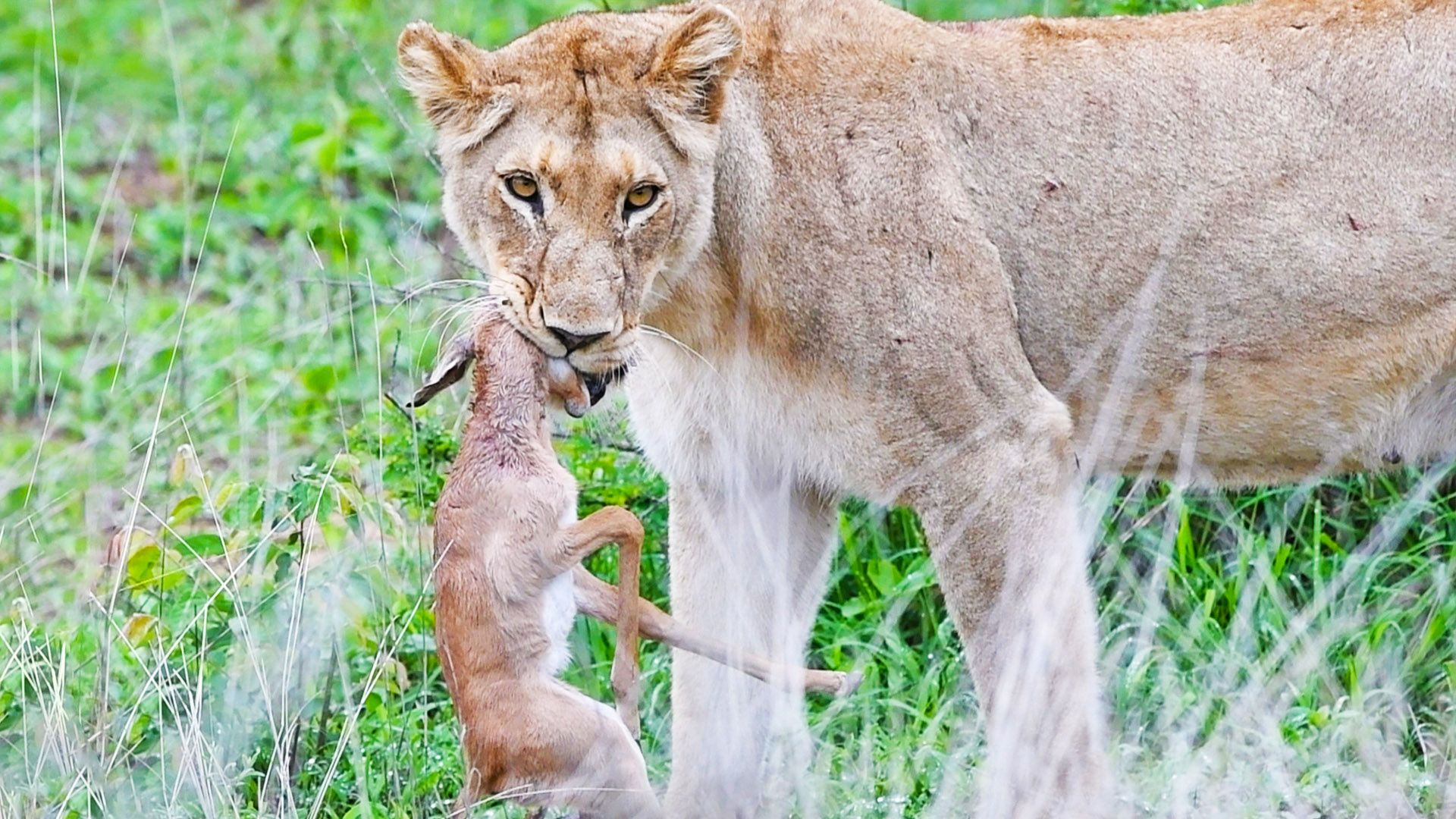Baby Impala Fights Back with Head inside Lion’s Mouth