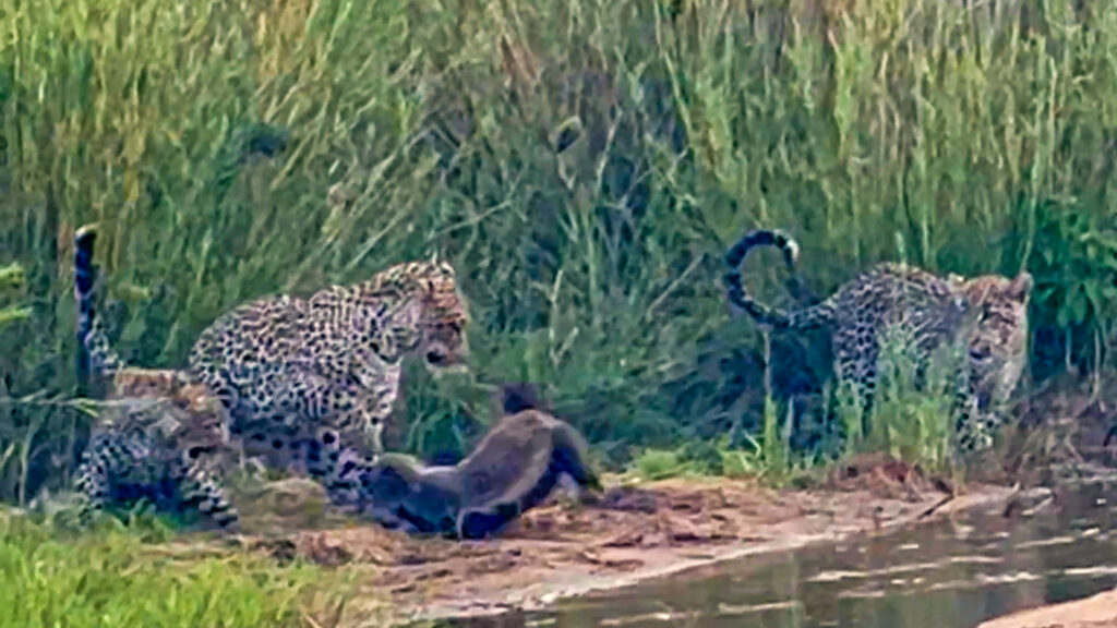 3 Leopards Have Epic Battle with Honey Badger