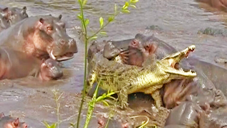 30+ Hippos Attack One Crocodile