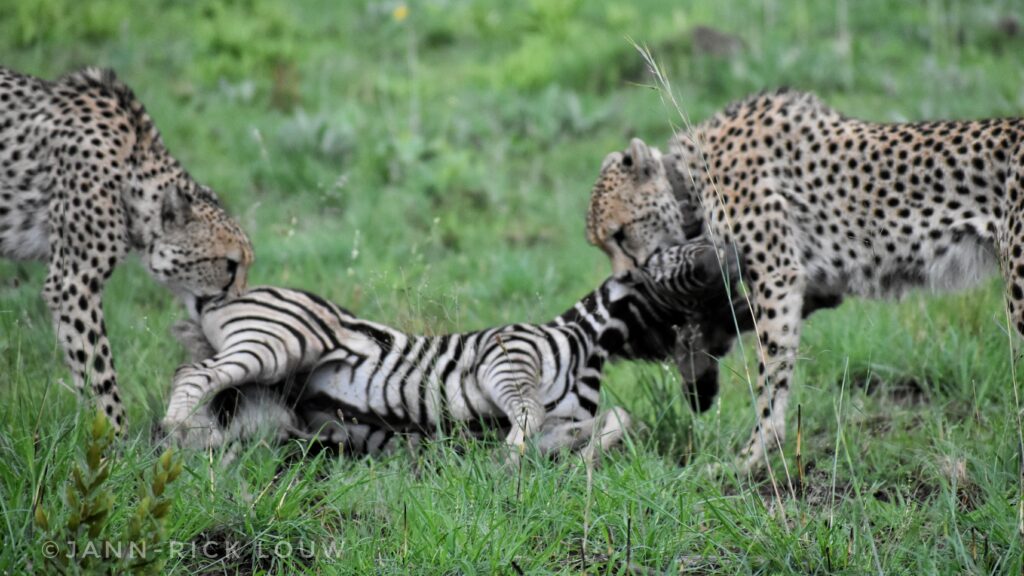 Cheetahs Risk Injury by Hunting Zebra