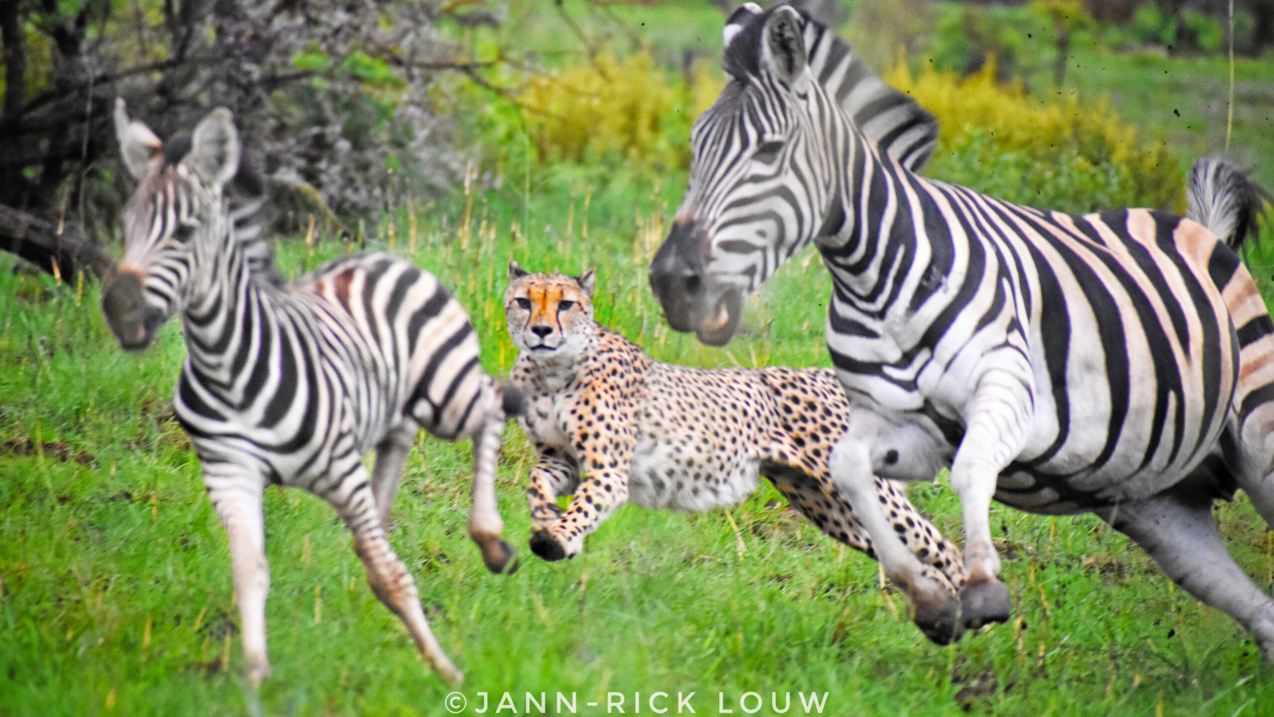 Cheetahs Run at Full Speed to Catch Zebra & Foal