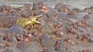 30 Hippos attack crocodile
