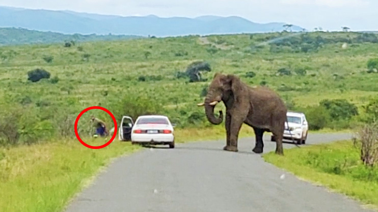 Man Ditches Toyota to Run Away from Elephant