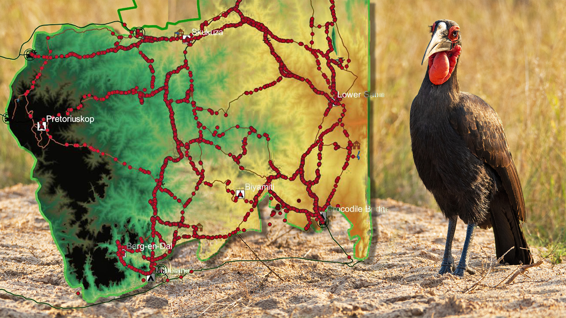 Where to Spot Southern Ground Hornbills in Kruger