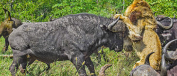 Buffaloes Trample Old Lion
