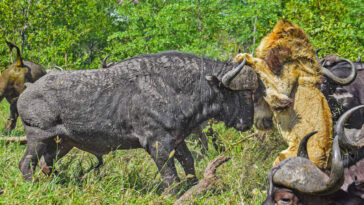 Buffaloes Trample Old Lion