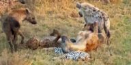Hyenas Roll All Over Leopard