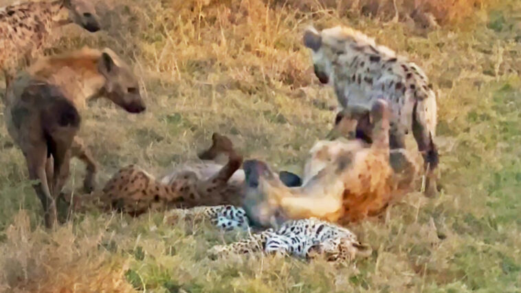 Hyenas Roll All Over Leopard