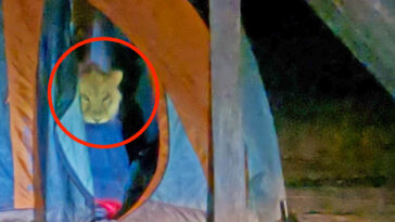 Thieving Lion Steals Sleeping Bag