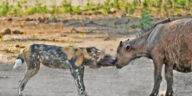 A pack of wild dogs manages to catch 2 buffalo calves during a stampede and a battle for survival ensues.