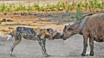 A pack of wild dogs manages to catch 2 buffalo calves during a stampede and a battle for survival ensues.