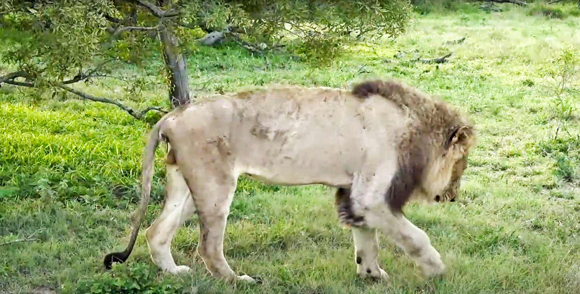 Male Lion, Dark Mane, Has Died after Buffalo Attack